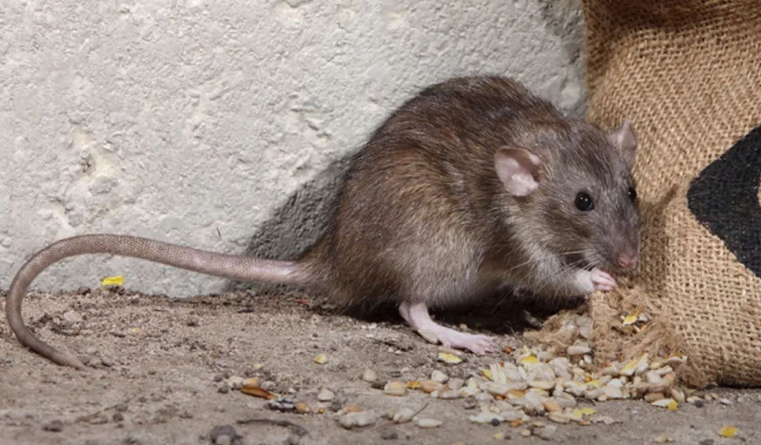 фото: Профессиональная дератизация в Отрадном: <br/>+7-909-173-42-96