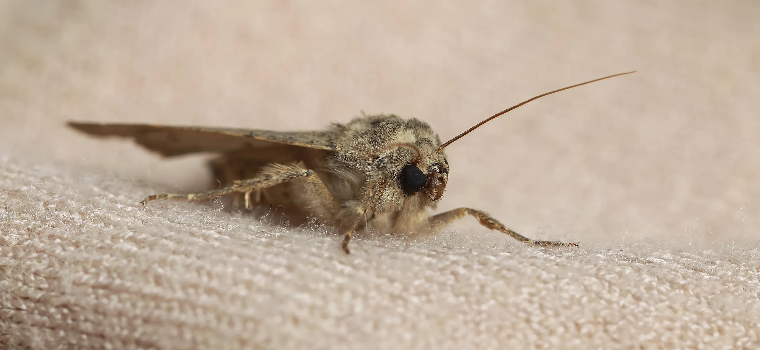 фото: Профессиональная обработка от моли в Отрадном: <br/>+7-909-173-42-96